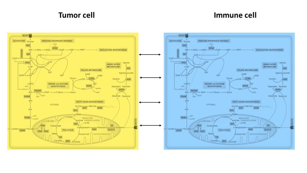 tumor_immune